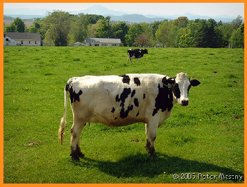 Vermont - Cow