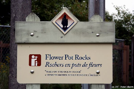 Flower Pot Rocks
