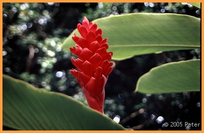 Hawaii Red Flower